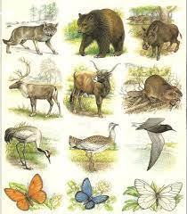 They went extinct in new guinea over 50 years ago but were discovered last year deep in a remote mountain range area. Sustainable Cities Sustainable World British Animals We Ve Made Extinct
