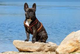 geschirr aus paracord swiss paracord gmbh brustgeschirr hund hundehalsbander paracord