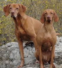 The vso provides a lot of questions to ask and things to look for in a reputable. Vizsla Breeder Registry Vizsla Breeders Ohio Usa Vizslas Vizsla Puppies Vizsla Breeder Registry Jayney S Creative Works Jcw