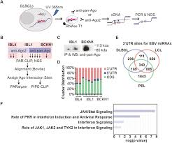 Bouchon obturateur de charniere inferieure charni_re sup_rieure a. Multiple Viral Micrornas Regulate Interferon Release And Signaling Early During Infection With Epstein Barr Virus Biorxiv