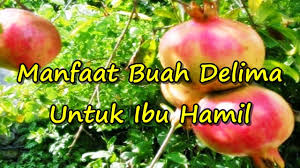 Prenagen juice mengandung asam folat yang sangat bermanfaat untuk. Manfaat Buah Delima Untuk Ibu Hamil Youtube