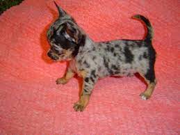 Chihuahua puppies for sale, chihuahua puppies are popular thanks to their tiny frames and lively attitudes. I Really Want A Merle Chihuahua Cute Chihuahua Cute Animals Cute Baby Animals