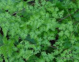 Image result for Lygodium