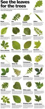 Check spelling or type a new query. See The Leaves For The Trees Coolguides