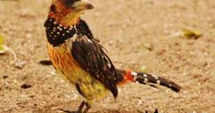 Bird With Orange Belly And Black Wings Pin On Flowers And Birds