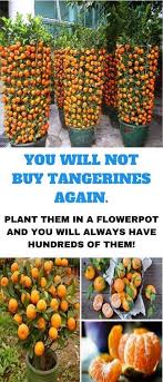 How To Grow Tangerines From Seeds In 2020 Organic Vegetables Gardening For Beginners Organic Gardening