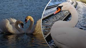 Почему лебеди верны одной любви: мнение орнитолога | 360°