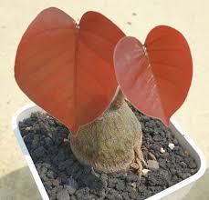 Image result for Pseudobombax