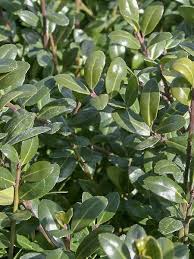 Maintenant j'arrête le bavardage place aux photos du jardin. Houx Crenele Chat O Ilex Crenata Chat O Le Jardin Du Pic Vert