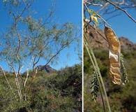 Image result for Menodora heterophylla