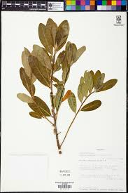 Image result for Clutia