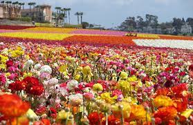 Maybe you would like to learn more about one of these? The Flower Fields At Carlsbad Ranch Visit Carlsbad