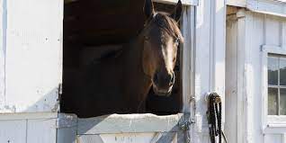 Signs Of Loneliness In Horses How To Help Helpful Horse Hints