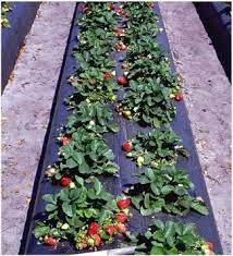 Maybe you would like to learn more about one of these? 98 Growing Strawberries Ideas Growing Strawberries Strawberry Plants Growing