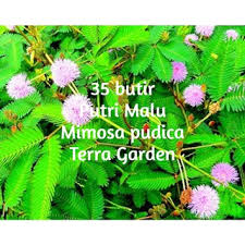 Mulai dari gambar sketsa pemandangan, gambar sketsa wajah, gambar sketsa bunga. Bibit Tanaman Putri Malu Mimosa Pudica Shopee Indonesia