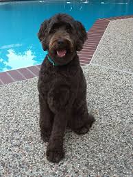There are several types of labradoodle haircuts: Pin On Puppies