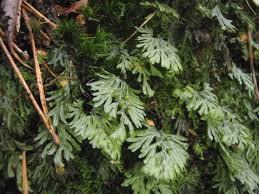 Image result for Hymenophyllum tunbridgense