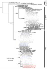 Image result for Zehneria tridactyla