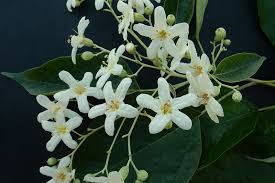 Image result for Cordia