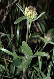 Image result for Trifolium wentzelianum