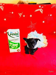 Chorkie Chihuahua Yorkie Mix Disi Kopek Petcim Com Chihuahua Kopek