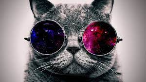 See more ideas about cat wallpaper, cute cat wallpaper, cute wallpapers. 4k Cute Cat Wallpapers