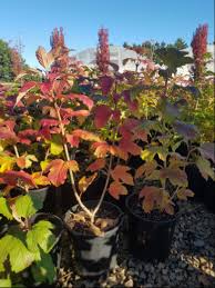You are purchasing a magnolia soulangeana 'saucer magnolia tree in a 1 gallon pot. Viburnum Snowball Bush 8 Pot Hello Hello Plants Garden Supplies