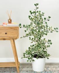 Image result for Ficus triangularis