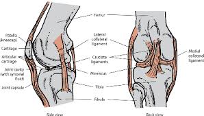 Infants and toddlers often have bow legs. Components Of The Musculoskeletal System In Dogs Dog Owners Veterinary Manual