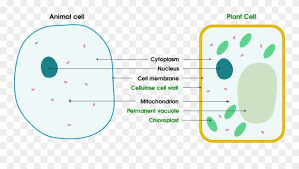 Maybe you would like to learn more about one of these? Animal And Plant Cell Diagram For Kids Clipart 2254452 Pinclipart