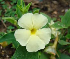 Image result for Melinis ambigua