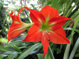 Amaryllis Red Amaryllis Amaryllis Flowers Amaryllis