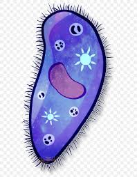 Draw this animal cell by following this drawing lesson. Paramecium Drawing Cell Painting Amoeba Png 606x1053px Paramecium Amoeba Animal Art Cartoon Download Free