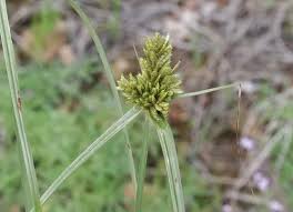 Image result for Cyperus fischerianus