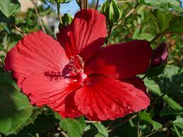 Niba000012 Hibiscus Plants Flickr