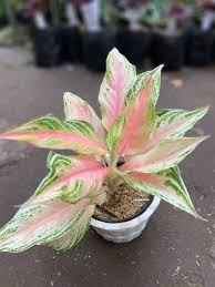 Aglonema Sunset Di 2020