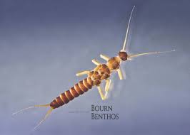 Image result for Allophylus natalensis