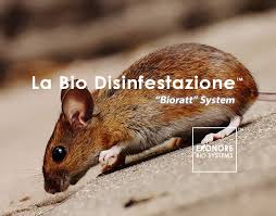 Eliminare i topi dalla casa in modo tempestivo è molto importante poiché si tratta di animali pericolosi e molto prolifici. Derattizzazione Topi Biologica 100 Risultati Ekonore