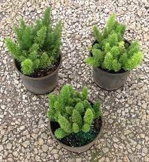Baby Foxtail Fern Centerpieces Foxtail Fern Fern Centerpiece Plants