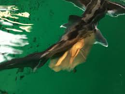 X 上的 沼津港深海水族館：「ゾウギンザメは卵を２個づつ産みます https://t.co/rbkZaVAiOX」 / X