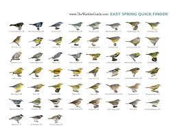 Downloadable Quick Finders From The Warbler Guide East