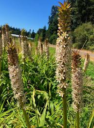 Image result for Eucomis