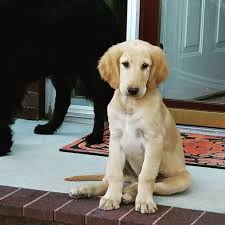 Yellow Flat Coated Retriever Boy Flat Coated Retriever Retriever Golden Retriever