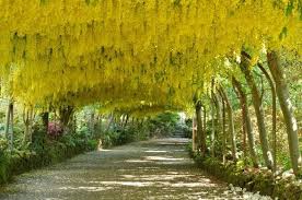Laburnum Arch Beautiful Gardens Beautiful Places To Visit Get Outdoors