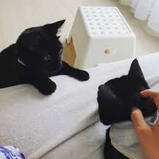 Kor Kor Its My Turn For Head Scratches Xiaohei And Orhzai Has Constantly Been Surprising Us Now That Orhzai Is Allowed To Sleep Anywher With Images Cuddly Kor Hammock