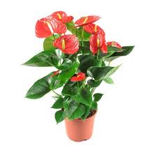 Tagetes or marigolds flowers are annual plant, blooms during the auspicious festival of diwali in india. Annual Flower 365 Days Flowering Plants Buy Online At Plantsguru Com