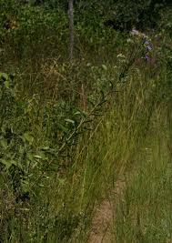 Image result for Vernonia glabra