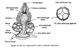 The venous side of the heart is preceded by an enlarged chamber called the sinus venosus. Https Www Basu Org In Wp Content Uploads 2020 03 Blood Circulation Pdf