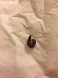 There are commercial systems available. What Worm Is Wiggling Around On Bathroom Floor All About Worms