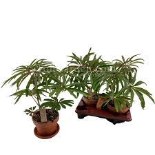 Check spelling or type a new query. Begonia Luxurians Toh Garden Singapore Orchid Plant Flower Grower